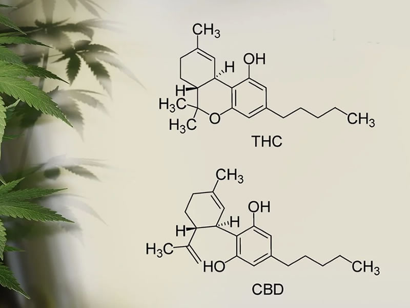 CBD e THC: Qual a diferença?
